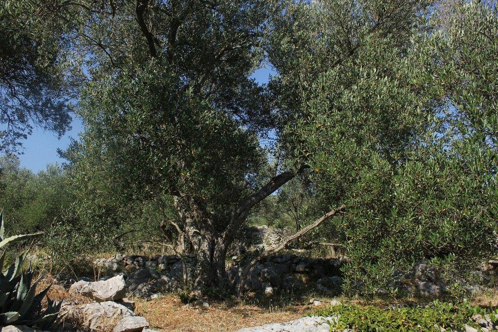 Secluded Fisherman'S Cottage Cove Magrovica - Telascica, Dugi Otok - 8142 ซาลี ภายนอก รูปภาพ